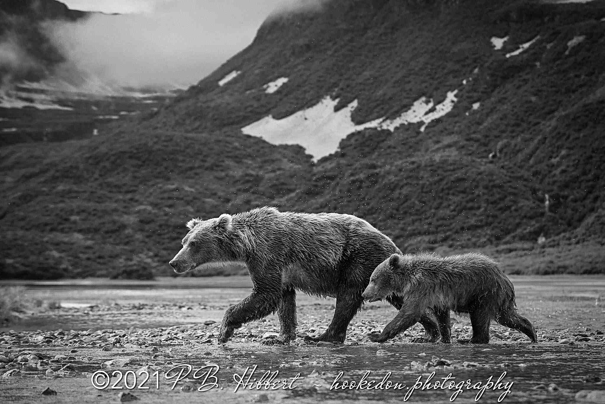 Alaskan%20Brown%20Bears_D817292