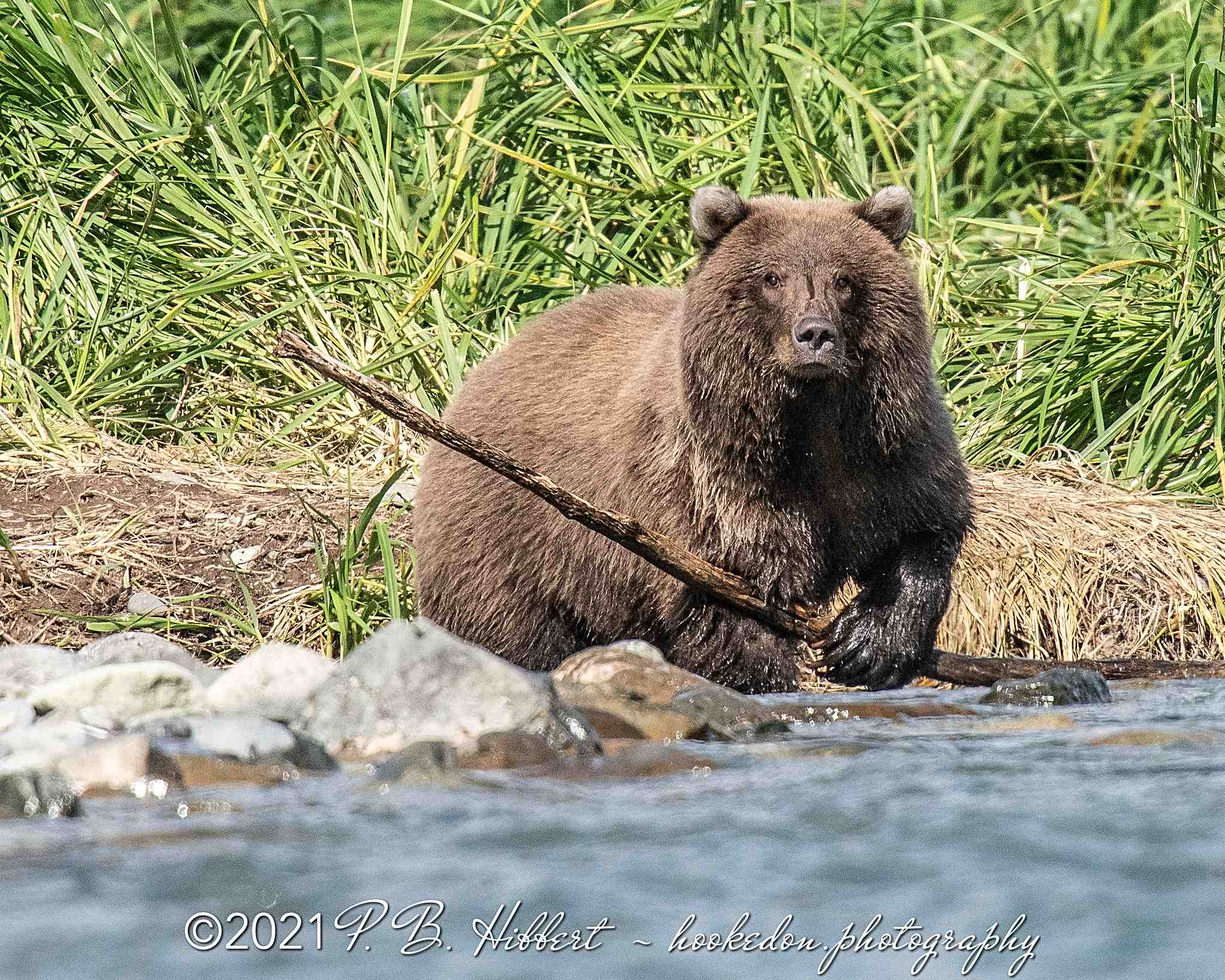 Brown_Bear_817758