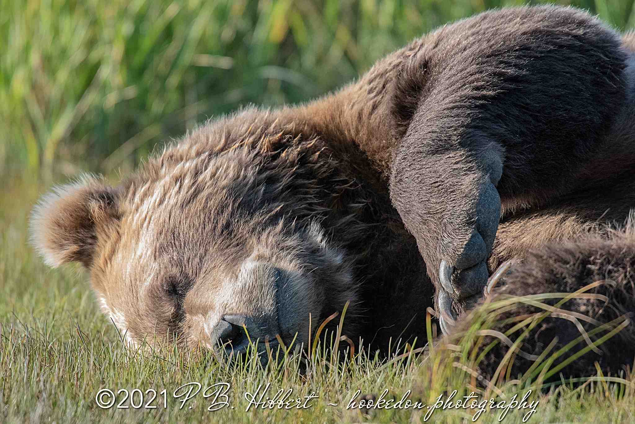 Brown_Bear_818201?timestamp=1709418348745