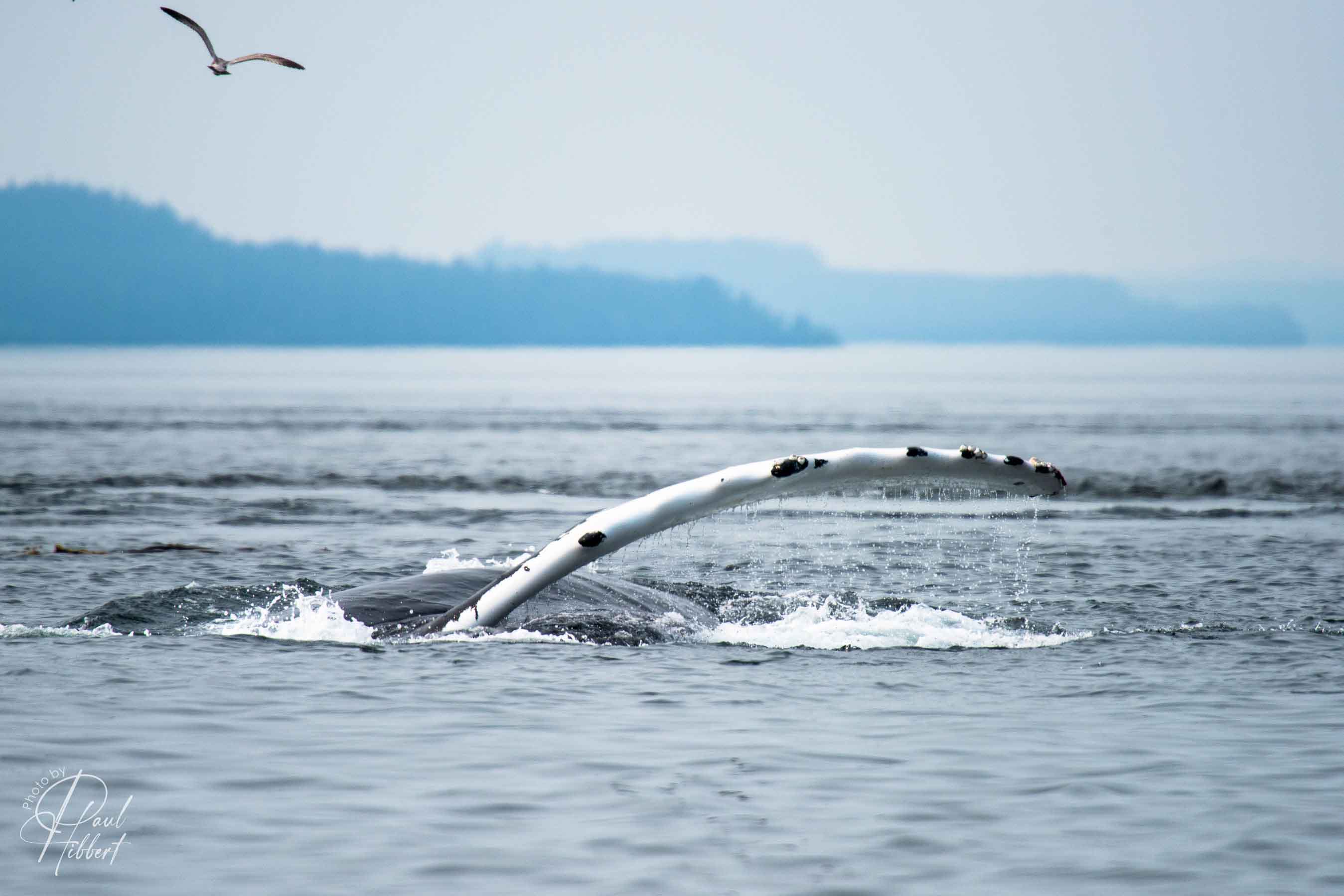 Desktop_2017_01%20copy%202