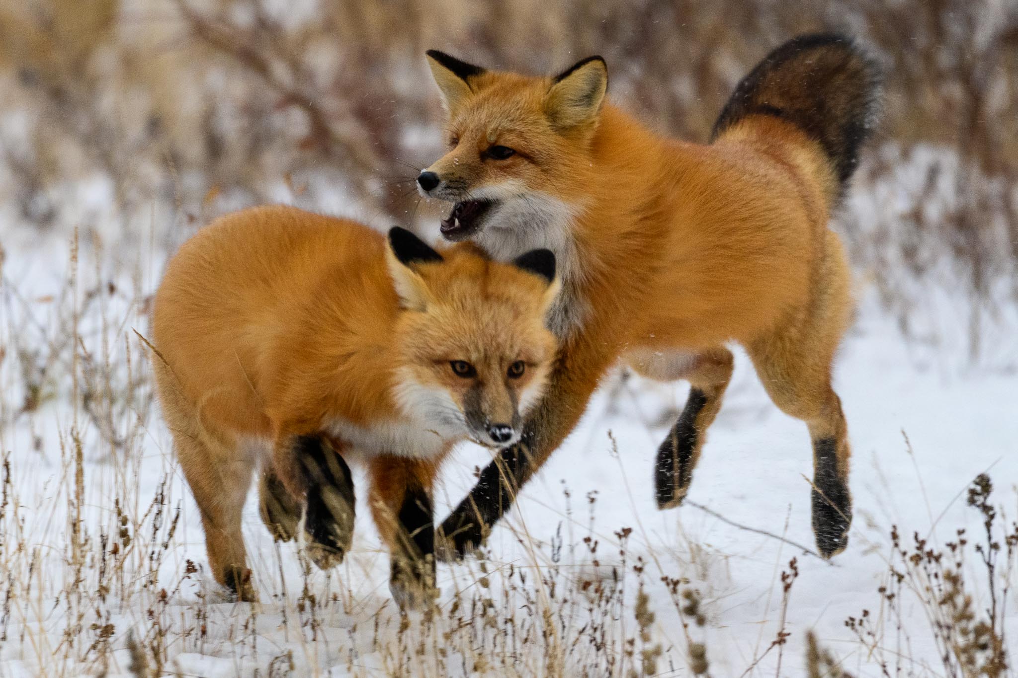 Red Foxes.
